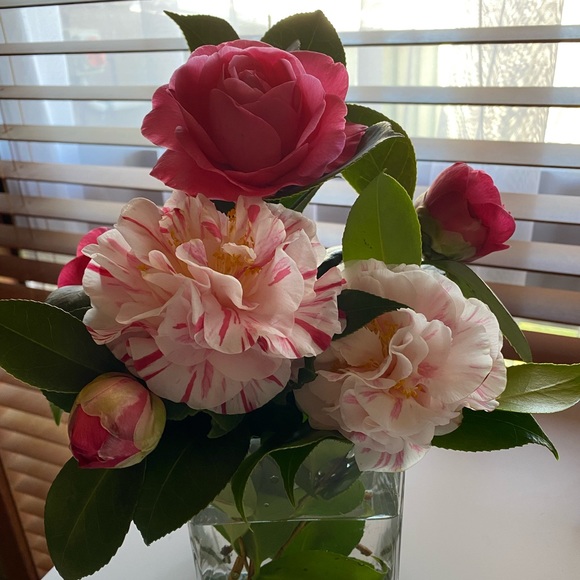 Meet your Posher, Michelle - Picture 3 of 4